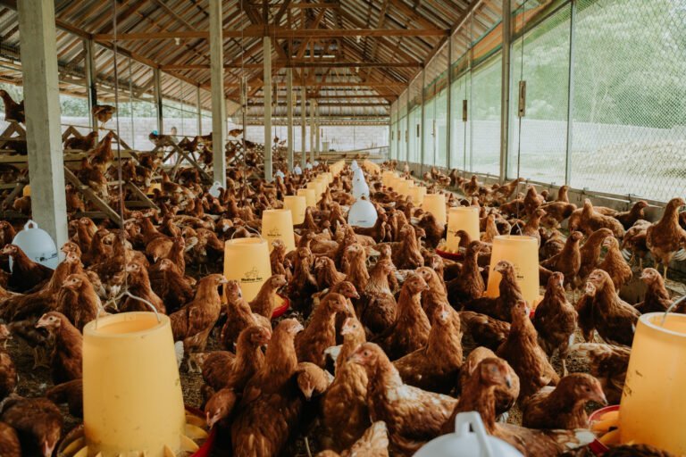 Peternakan ayam